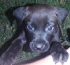 Awesome Lucky the Trained Lab