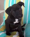 Awesome Lucky the Trained Lab