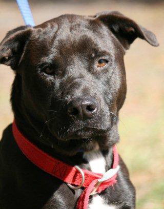 Awesome Lucky the Trained Lab
