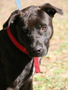 Awesome Lucky the Trained Lab
