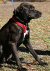 Awesome Lucky the Trained Lab