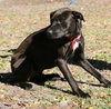 Awesome Lucky the Trained Lab