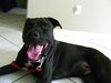 Awesome Lucky the Trained Lab