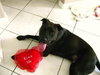 Awesome Lucky the Trained Lab