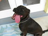 Awesome Lucky the Trained Lab