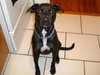 Awesome Lucky the Trained Lab
