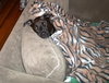Awesome Lucky the Trained Lab