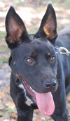 Cinnamon the Big-Eared Shepard