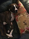 Gracie