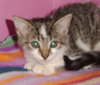 Amisi the Painted Kitten
