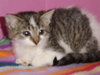 Amisi the Painted Kitten