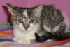 Amisi the Painted Kitten