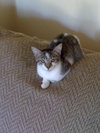 Amisi the Painted Kitten