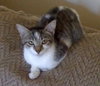 Amisi the Painted Kitten