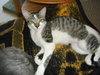 Amisi the Painted Kitten