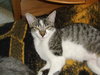 Amisi the Painted Kitten