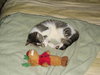 Amisi the Painted Kitten