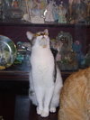 Amisi the Painted Kitten