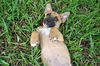Bones the Star Trek Pup