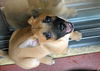 Bones the Star Trek Pup