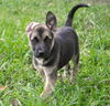 Kirk the Star Trek Pup