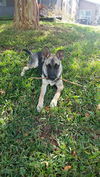 Kirk the Star Trek Pup