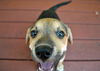 Chekov the Star Trek Pup