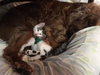 AJ the Purr Machine Kitten!