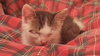 AJ the Purr Machine Kitten!