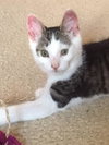 AJ the Purr Machine Kitten!