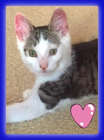 AJ the Purr Machine Kitten!