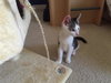 AJ the Purr Machine Kitten!