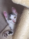 AJ the Purr Machine Kitten!