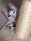 AJ the Purr Machine Kitten!