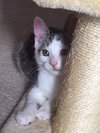 AJ the Purr Machine Kitten!