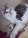 AJ the Purr Machine Kitten!