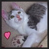 AJ the Purr Machine Kitten!