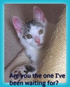 AJ the Purr Machine Kitten!