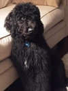 Bogey - A bonded pair with Birdie
