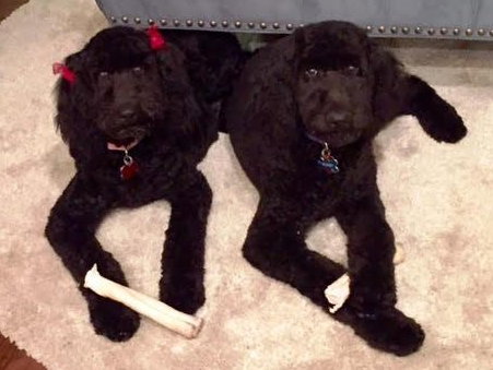 Birdie - A bonded pair with Bogey