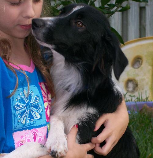 Joey the Border Collie
