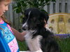 Joey the Border Collie