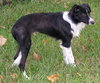Joey the Border Collie