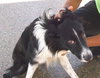 Joey the Border Collie