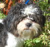 Gizmo the Shih Tzu
