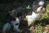 Gizmo the Shih Tzu