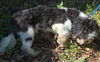 Gizmo the Shih Tzu