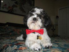 Gizmo the Shih Tzu