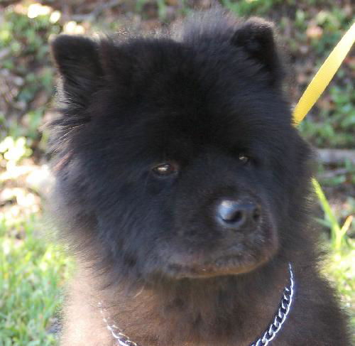 Pepper the Senior Chow Chow