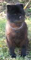 Pepper the Senior Chow Chow